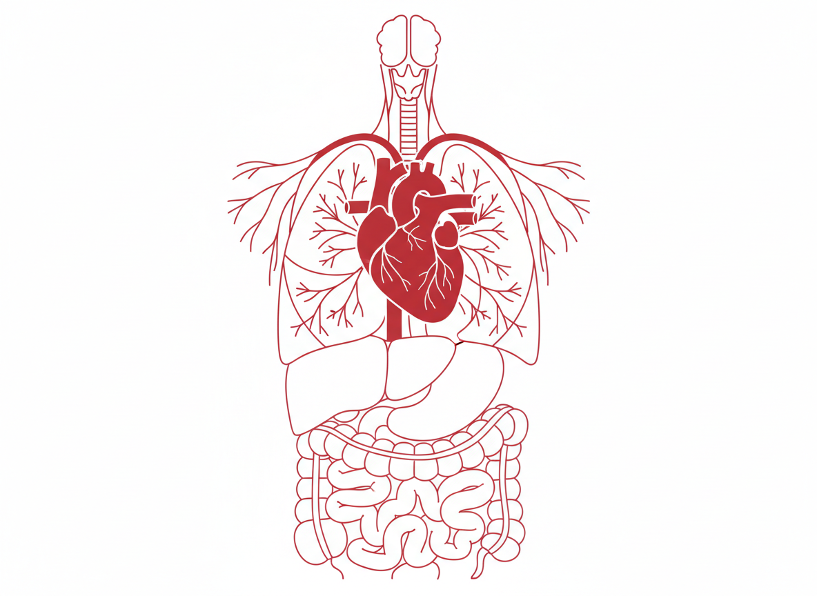 Gráfico funcional para curso de fisiología